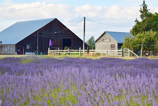 B & B Family Lavender Farm